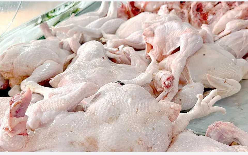 Producción nacional fortalece la oferta y favorece precios del pollo desde RD$70 y RD$85